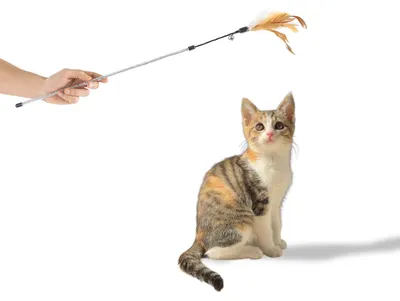 Produktbild von Katzenangel mit Draht · Katzenspielzeug ca. 95 cm · Federanhänger · braun