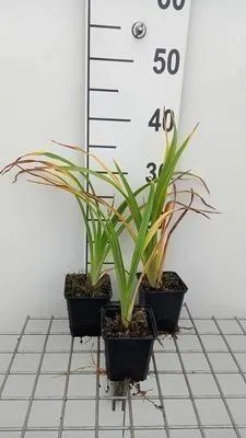 Immagine prodotto di 6 x Hemerocallis hybr. 'Painted Trillium' - daylily - vaso 9 x 9 cm