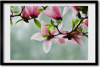 Produktbild von Bild 60x40 MDF-Rahmen, Wandkunst Magnolie