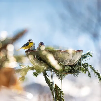 Productafbeelding van Metalen houder voor insecten- en vogelbad