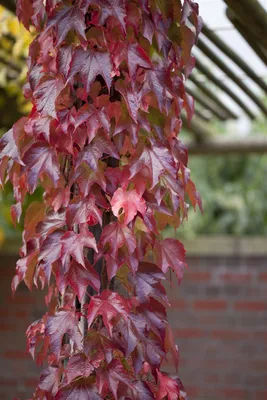 Produktbild von Parthenocissus tricuspidata 'Veitchii Robusta', Kletterpflanze, 60–100 cm