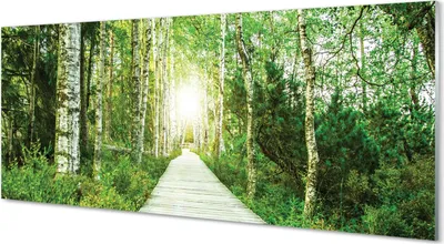 Produktbild von Glasbilder 125x50 Wandkunst Birke Forstweg