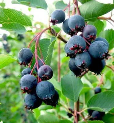 Produktbild von Erlenblättrige Felsenbirne ´NORTHLINE´ (Amelanchier) 50-60 cm, Cont. 2 l