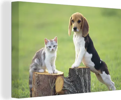 Produktbild von OneMillionCanvasses® - Leinwandbilder - 140x90 cm, Katze - Hund - Baum, Wandbilder Kunstdruck Wanddekoration