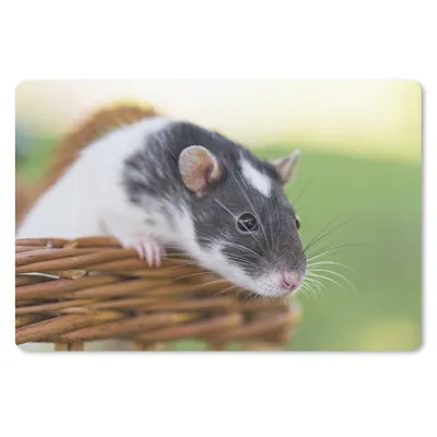 Produktbild von MuchoWow® Mauspad Mousepad Voyeuristische Ratte in Nahaufnahme 27x18 cm - Mousepads - Maus Mat - Pad - Mausunterlage - Büroartikel - Desk Matten