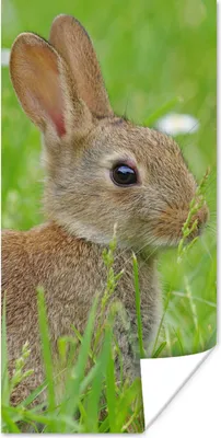 Produktbild von MuchoWow® Poster Kaninchen - Blumen - Gras 20x40 cm - Plakat - Foto