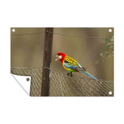 Obrázek produktu pro MuchoWow® Zahradní plakáty - Barevný papoušek na plotě - 80x120 cm - Zahradní dekorace