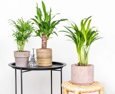 Produktbild von 3x Tropische Palmenmischung – Dypsis-Chamaedorea-Yucca – Pflegefreundlich – ⌀12 cm – ↕20-45 cm