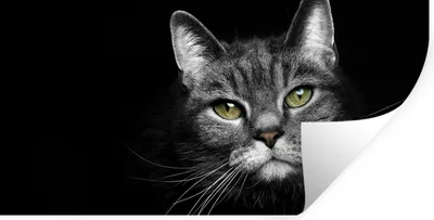 Produktbild von MuchoWow® Wandtattoo Wandsticker Wandaufkleber Haustiere - Katze - Tiere - Schwarz - Weiß 80x40 cm Selbstklebend und Repositionierbar - Aufkleber