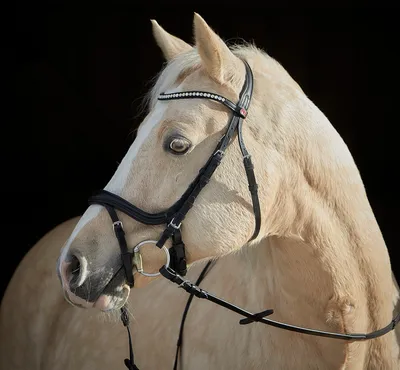 Produktbild von Kieffer Trensenzaum ILONA schwarz schwedisches Reithalfter , Größe Pferd:Endmaßpony / Araber