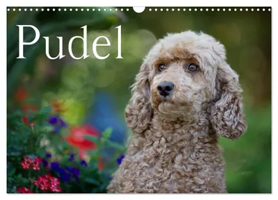 Produktbild von Pudel (Wandkalender 2027 DIN A3 quer), CALVENDO Monatskalender
