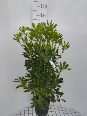 Obrázok produktu pre Pittosporum tobira - Australischer Lorbeer 50- 60 cm - Kontajner