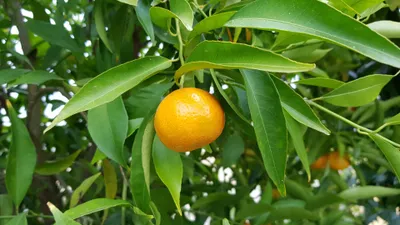 Image de Citrus reticulata greffé sur Volkameriana / Mandarinier