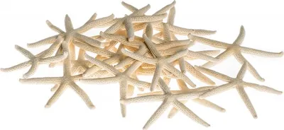 Produktbild von Schlangen Seestern in Weiß, verpackt im Beutel mit 20 Stück, Größe ca. 5-7 cm