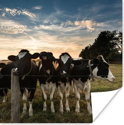 Produktbild von MuchoWow® Poster Tiere - Kuh 50x50 cm - Wohnzimmerdekoration