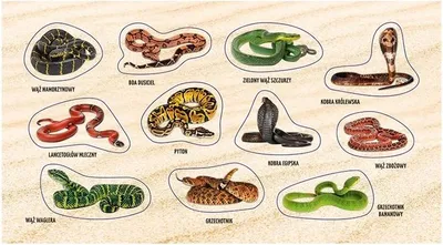 Image de *RANOK 88970 Autocollants vipères et serpents 2.0