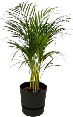 Produktbild von Areca Palme 85cm Betelpalme Zimmerpflanze mit schwarzem Blumentopf Ø24cm