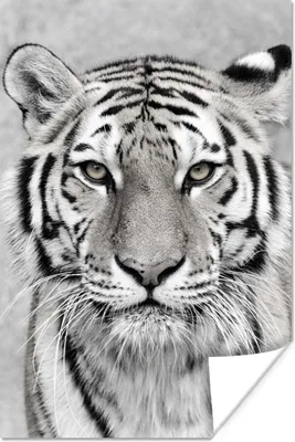 Produktbild von MuchoWow® Poster Tiger - Natur - Schwarz - Weiß 80x120 cm - Papierdruck