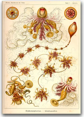 Produktbild von Poster - Canvas - Leinwand - 59,4 cm x 84,1 cm - Fotoposter - Leinwandkunst - Nautical Siphonophorae