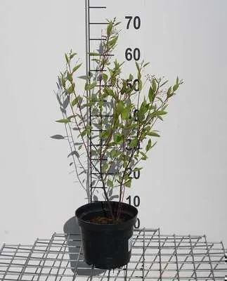 Imagen del producto de Ceanothus pallidus 'Perle Rose' - Flor de saco Perle Rose. Altura: 40-50 cm. Para maceta