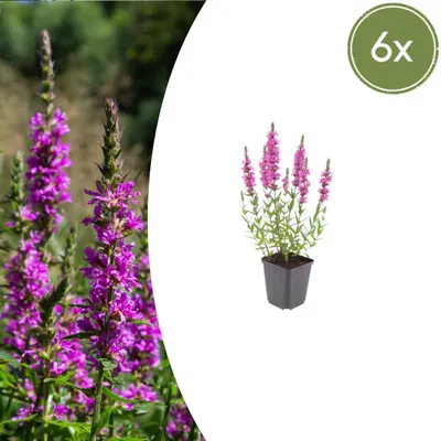 Immagine prodotto di Lythrum salicaria | 6 pezzi - 10-25cm - Ø9cm - Pianta da giardino