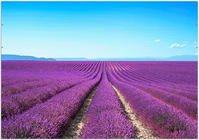 Produktbild von Wallario XXL Outdoor-Poster für Garten oder Balkon, Motiv Lavendelfeld unter blauem Himmel, in ca. 400 x 280 cm