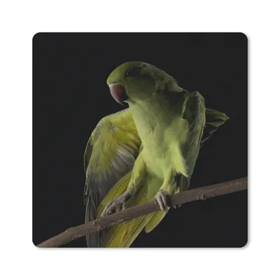 Produktbild von MuchoWow® Mauspad Mousepad Papagei - Vogel - Zweig 30x30 cm - Mousepads - Maus Mat - Pad - Mausunterlage - Gaming