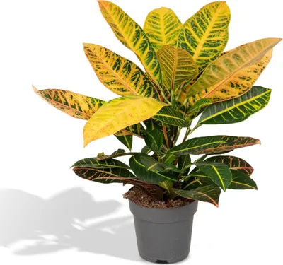 Zdjęcie produktu dla Meergroothandel Codiaeum Petra (Croton) - 45 cm, Ø17 cm