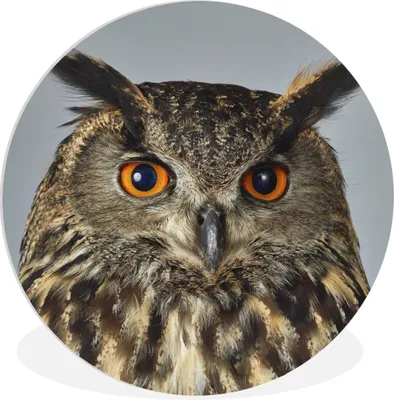 Produktbild von MuchoWow® Rundes Wandbild - Runde Bilder Eule - Vogel - Grau Ø 30 cm Kreis Wanddekoration Kunststoff - Wandkreis - Wandschmuck - Schlafzimmer - Bilder - Der Kreis - Kunst für die Wohnung - Plastik - Kunstdruck - Wandbild