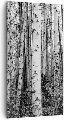 Produktbild von Bild auf Leinwand - Leinwandbild - Einteilig - Birken Wald Monochrom - 55x100cm - Wand Bild - Wanddeko - Wandbilder - Leinwanddruck - Bilder - Wanddekoration - Leinwand bilder - PA55x100-4643