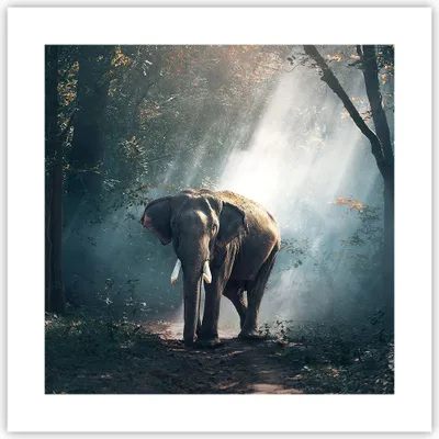 Produktbild von Poster - Poster ohne Rahmen - elefant natur - 40x40 cm - Wand Bild - Wanddeko - Wandbilder - Kunstposter - Wandposter - Bilder - Kunstdruck - Wanddekoration - Wandbild - P2XAC40x40-3972
