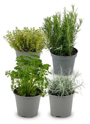 Image de Mélange d'herbes aromatiques avec 4 plantes, en pot de 12 cm de diamètre
