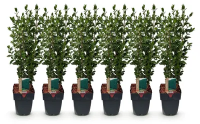 Image de Green boutiQ - Plantes de haie - Ligustrum ovalifolium - feuillage vert - 6 plants - 1 mètre linéaire - à feuillage persistant - pot de 17 cm, hauteur 55 cm