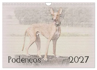 Immagine prodotto di Podencos 2027 (calendario da parete 2027, formato DIN A4 orizzontale), calendario mensile CALVENDO
