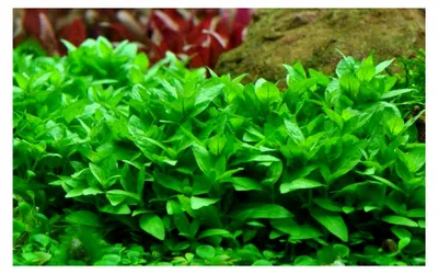 Produktbild von Aquarium Pflanze Staurogyne repens TC in Vitro 1-2 Grow Wasserpflanzen