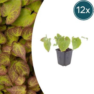Zdjęcie produktu dla Epimedium perralc. 'Frohnleiten' | 12 sztuk - 10-25cm - Ø9cm - Roślina ogrodowa
