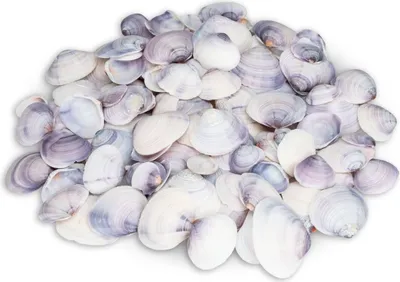 Produktbild von Codakia punctata - Meeresmuschel - Muscheln zum Basteln und Dekorieren | maritime Dekoration