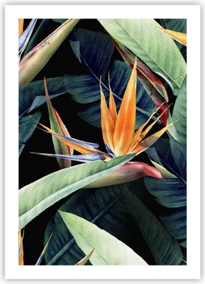 Produktbild von Poster - Poster ohne Rahmen - Pflanze Tropisch Blume - 50x70 cm - Wand Bild - Wanddeko - Wandbilder - Kunstposter - Wandposter - Bilder - Kunstdruck - Wanddekoration - Wandbild - P2XPA50x70-5093