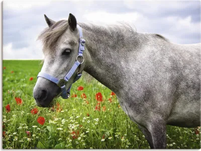 Produktbild von ARTland Leinwandbild Welshpony Größe: 80x60 cm