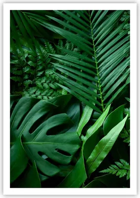 Produktbild von Poster - Poster ohne Rahmen - Exotisch Blätter Monstera - 70x100 cm - Wand Bild - Wanddeko - Wandbilder - Kunstposter - Wandposter - Bilder - Kunstdruck - Wanddekoration - Wandbild - P2XPA70x100-4746