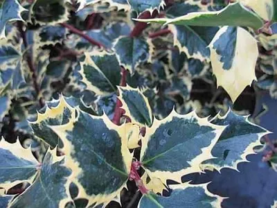 Produktbild von Ilex aquifolium Rubricaulis Aurea  - Gelbbunte Stechpalme - 40-60