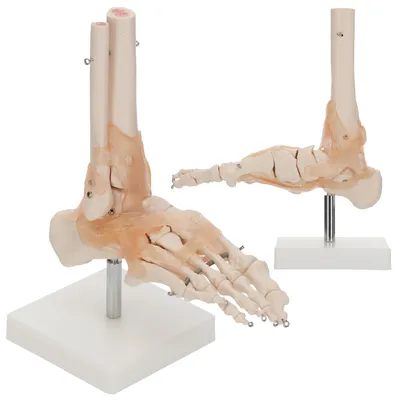 Obrázek produktu pro 4FIZJO Anatomický model hlezenního kloubu s vazy 1:1