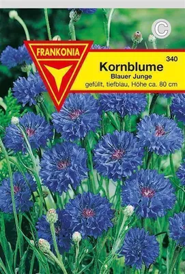 Produktbild von Kornblume Blauer Junge