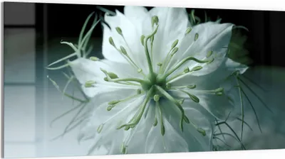 Produktbild von DEQORI Glasbild Echtglas 100x50 cm 'Stille Schönheit' Wandbild Bild modern Deko