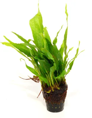 Produktbild von 1 Topf Javafarn (Microsorium Pteropus)  / Barsche