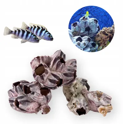 Produktbild von Aquarium Deko, Muschel Barnacle Natürliches Versteck 10 cm