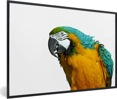 Produktbild von MuchoWow® Gerahmtes Poster Papagei - Vogel - Federn - Porträt 90x60 cm - Poster mit Schwarzem Bilderrahmen Wandposter Rahmen Foto Bilder - Fotorahmen - Foto-Plakat