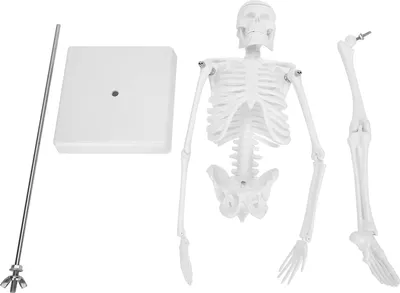 Obrázek produktu pro 45 cm velký model lidské kostry s pohyblivými končetinami – anatomický výukový a učební model pro přírodovědné účely