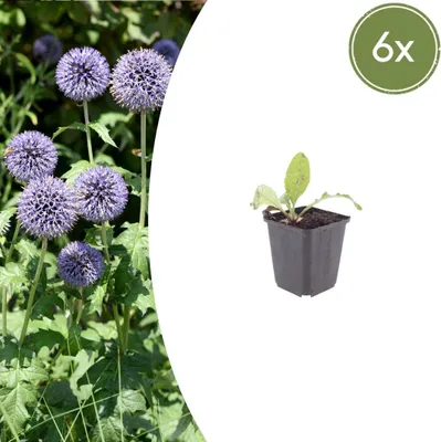 Produktbild von Echinops ritro | 6 Stück - 10-25cm - Ø9cm - Gartenpflanze