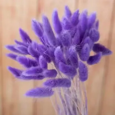 120 getrocknete Hasenschwänze, lila, natürliche Blumendeko